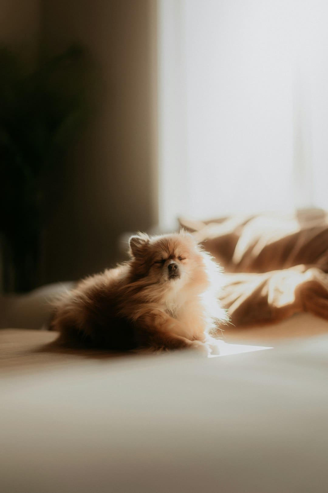 《献鱼》原著神交是什么意思?